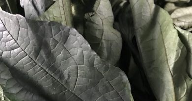 Ugu (fluted pumpkin) leaves